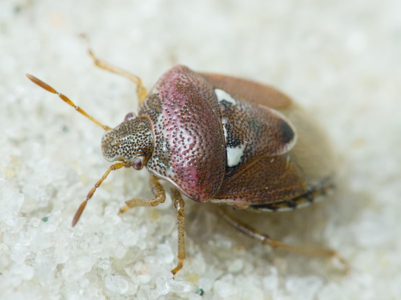 Stagonomus bipunctatus (Linnaeus, 1758)